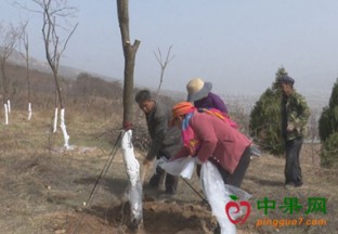 甘肃天水：千亩柿子生态园建设圆满竣工 ()