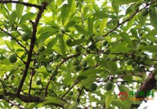 云南丽江：发展林果产业 致力百姓增收 ()