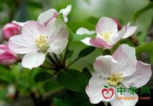 贵州威宁：第二届苹果花节成功举行 ()