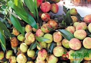 广东东莞：荔枝抢鲜高价上市 ()