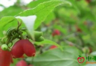 相思果北方身价增百倍 ()