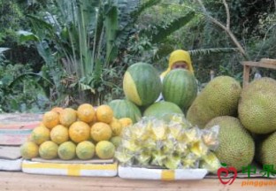 海南省水果产量继续大幅增加 ()