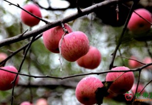 河南洛阳：上戈苹果口齿留香 ()