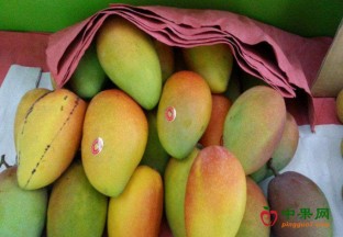 海南三亚：芒果热销受欢迎 ()