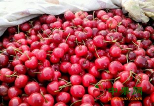 烟台大樱桃大量上市 ()