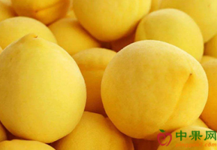 上海：大力推动奉贤黄桃产业发展 ()