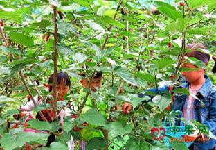 湖北宜都：桑葚采摘游火热开启 ()