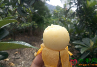浙江宁海：白枇杷上市在即 ()