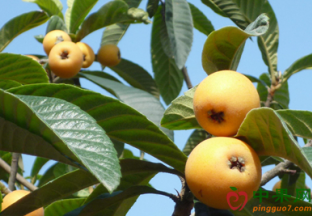 浙江杭州：塘栖枇杷节盛大举行 ()