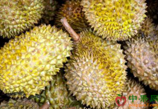 广东广州：水果贵族身价高 ()