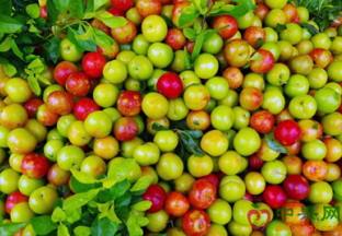 广东深圳：水果价格何时涨到顶？ ()