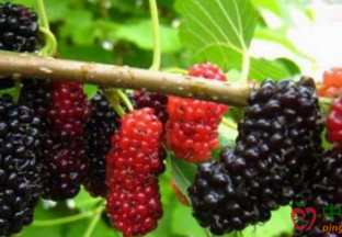 安徽肥西县：桑葚成熟上市 ()