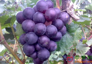 四川宜宾：本地鲜果大量上市 ()