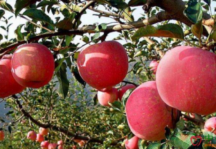 陕西铜川：富硒苹果变成“金果子” ()