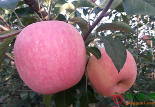 “贵族”水果降身价需多方发力 ()