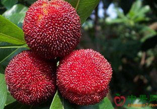 南京溧水：第六届溧水杨梅节即将开幕 ()