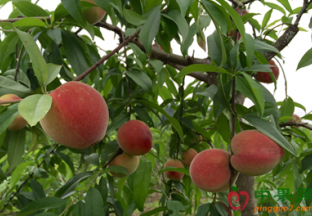 安徽官亭镇：油桃村里喜获丰收 ()