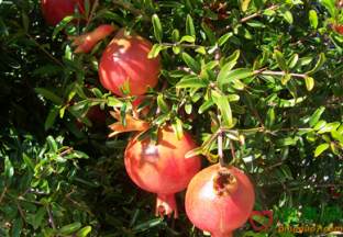 时令鲜果价格出现回落 ()