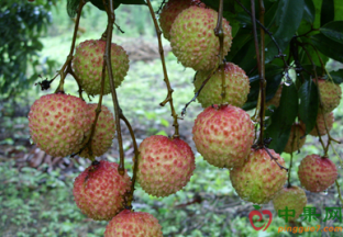 福建福州：荔枝价格快速回落 ()