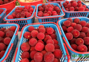 江苏苏州：杨梅少量上市 价格不算便宜 ()