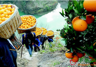 湖北秭归：晚熟脐橙价格猛涨 ()
