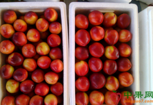 湖北：水果价格逐渐下调 ()