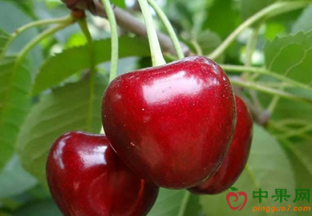 河北秦皇岛：第十四届中国·山海关大樱桃节开幕 ()