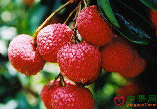 大力推进广东荔枝产业发展 ()