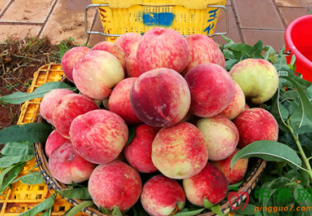 辽宁鞍山：本地水果大量上市 ()