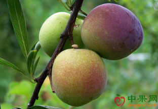 河南万邦市场水果价格整体下降 ()