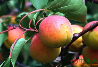 北京平谷：北寨红杏采摘节开幕 ()