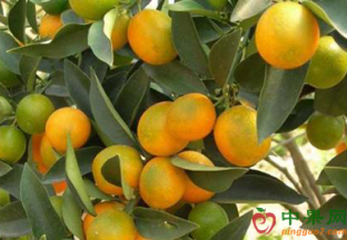 湖北宜昌：当阳柑橘改良工作正在展开 ()