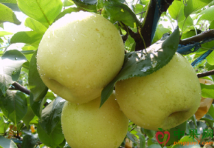 广东惠州：部分时令鲜果价格下跌 ()