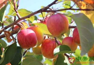 内蒙古：水果自由还远么 ()