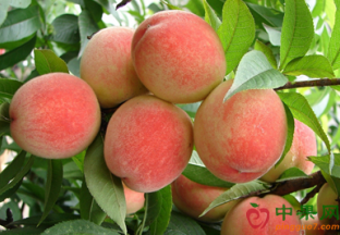 重庆：贵族水果“身价”大跌 ()