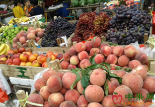 广东广州：水果价格整体回调 ()