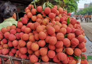 四川泸州：合江荔枝即将上市 ()