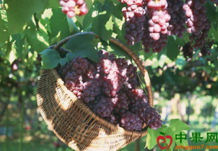 广东江门：水果观光游甜蜜开启 ()