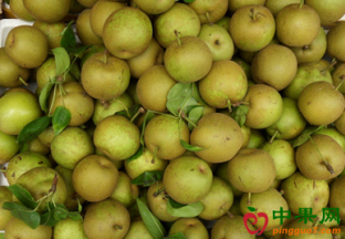 鸭梨、苹果价格领涨市场 ()