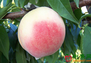 安徽界首：水蜜桃种植发家致富 ()