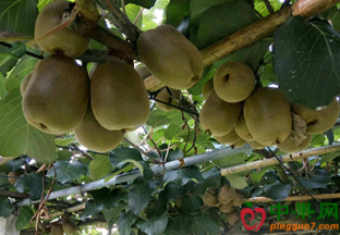 科学种植带动江苏高端水果品牌发展 ()