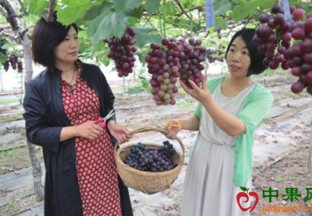 上海浦东：新品葡萄香飘浦东 ()