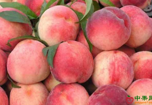 部分水果价格开始回调 ()