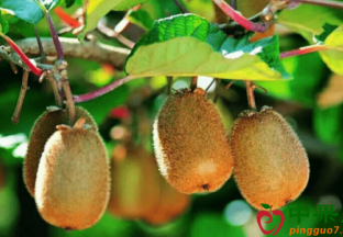 陕西眉县：全国最大猕猴桃共享气调冷库试运营 ()