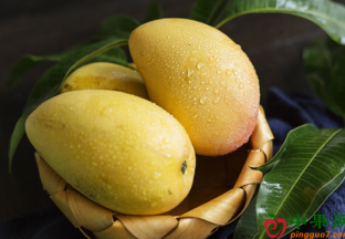 广西百色：芒果俏销全国 ()