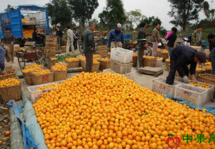 俄暂时中止进口部分中国水果 ()