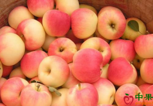 鲜果货量增加 北京水果价格继续下滑 ()