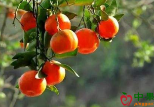 重庆万州：红橘引领百姓增收致富 ()