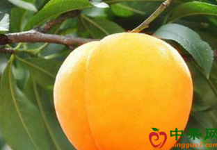 贵州玉屏：上千吨黄桃丰收上市 ()