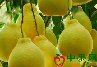 海南澄迈：无籽蜜柚采摘节开幕 ()